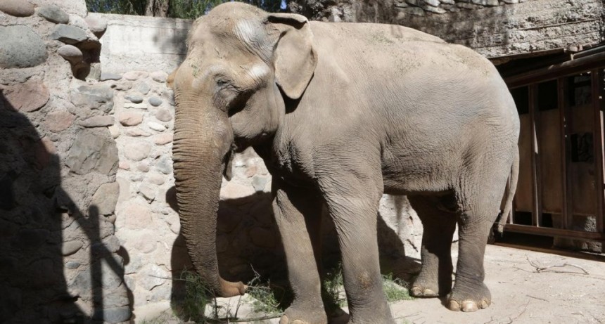  Tamy, el último elefante cautivo en el país, será traslado al santuario de Brasil 