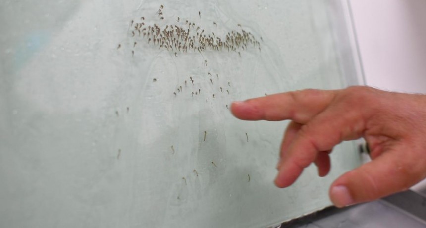  La nueva vacuna contra el dengue de Anmat es 