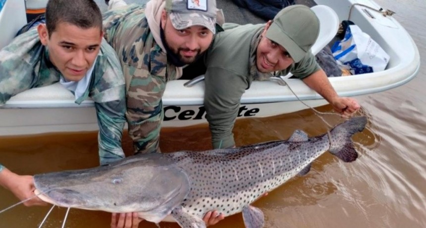  Hay recompensa para quienes pesquen surubíes marcados en el río Uruguay 