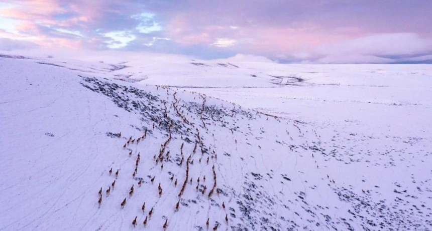  Elefantes, guanacos y antílopes: el atlas que revela las migraciones de grandes herbívoros 