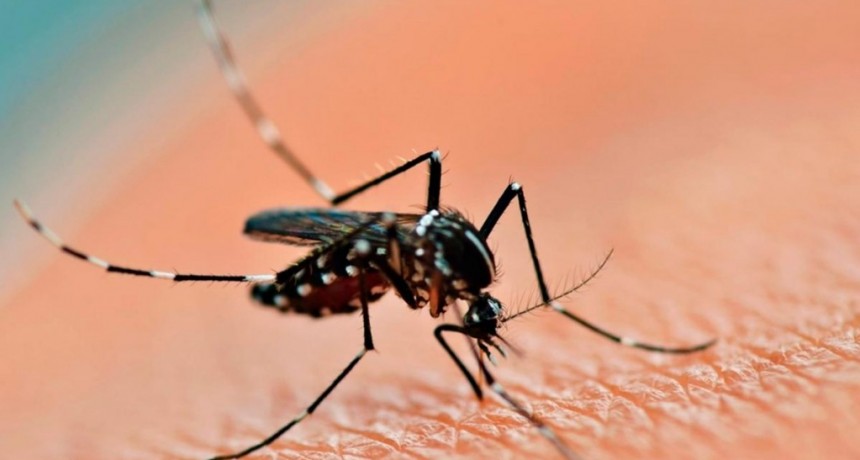  Buscan expandir la vigilancia del dengue, chikunguña y otros virus transmitidos por mosquitos 