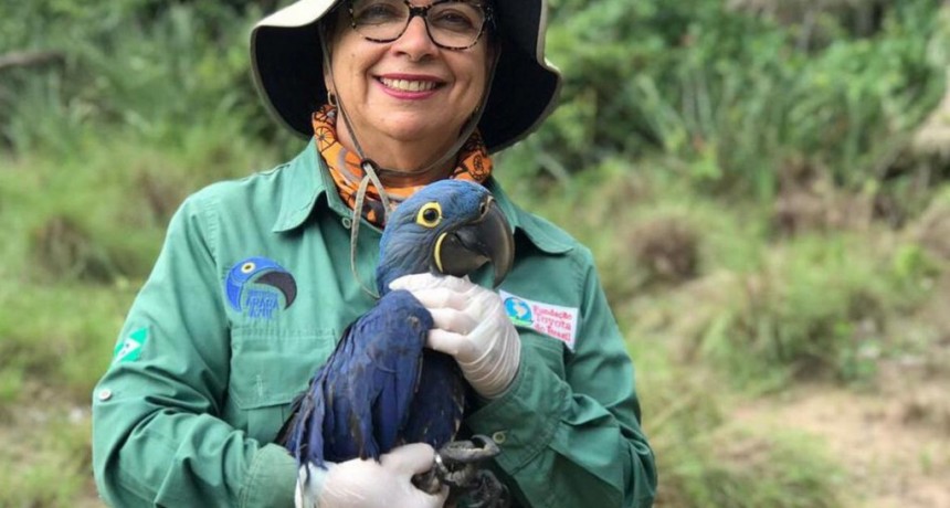  Una bióloga salvó del peligro de extinción al guacamayo azul con nidos artificiales 