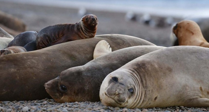  Cerraron la escollera sur de Mar del Plata por la llegada de gripe aviar en lobos marinos 