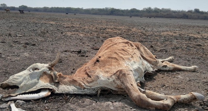 La sequía más intensa en 20 años empuja a la desesperación a campesinos del norte argentino