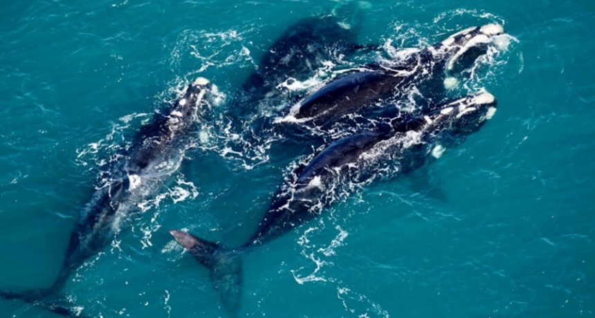  Récord de ballenas registradas en el último relevamiento aéreo sobre la Península Valdés 