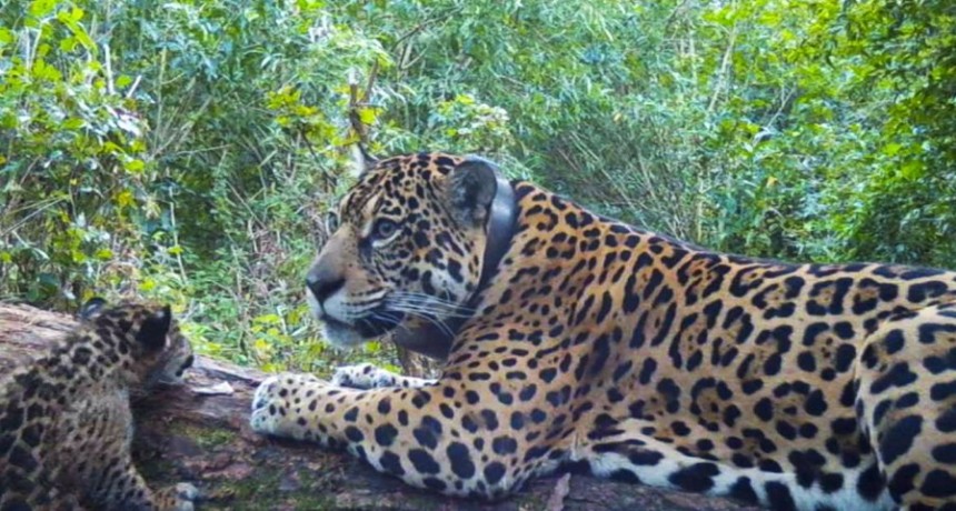  Esteros del Iberá: nacieron dos yaguaretés y suman 12 los ejemplares silvestres en el área 