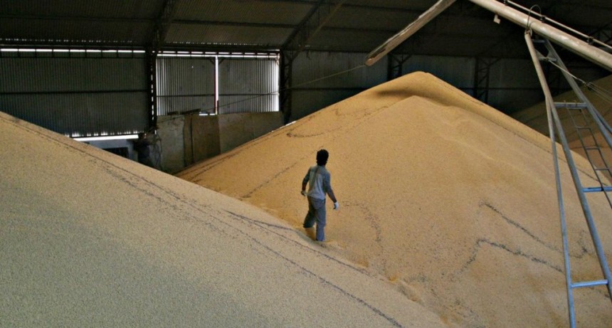  Por el impacto de la sequía: la molienda de soja atraviesa su etapa más crítica en 15 años 