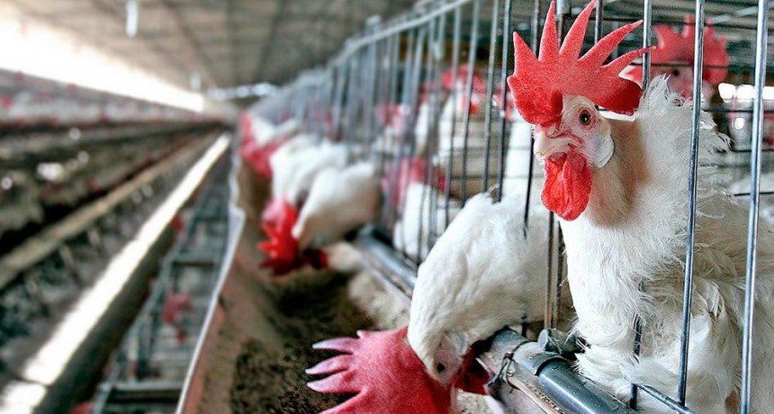  Argentina comenzará a exportar carne aviar a Corea del Sur 