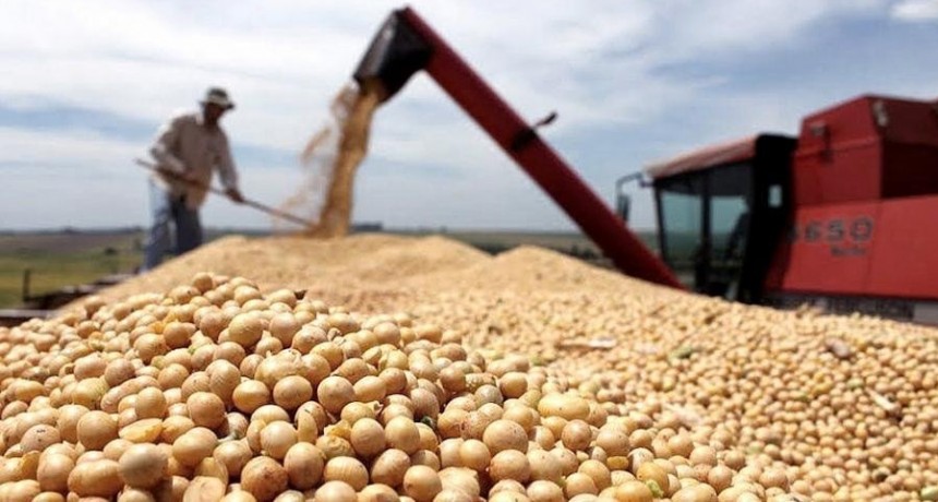  Estiman que la producción de granos crecerá un 70% en la campaña de este año 