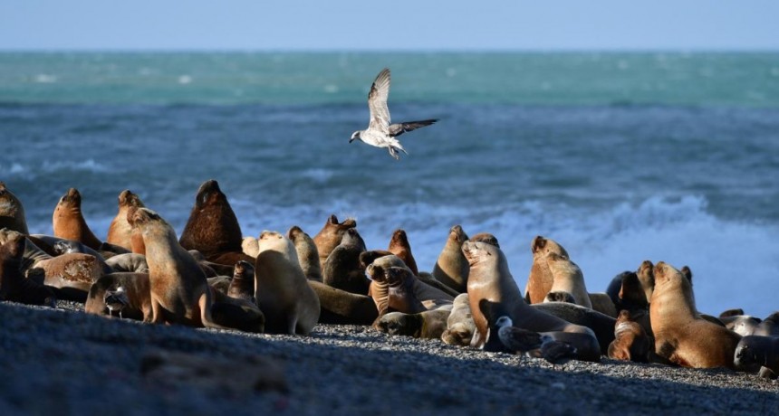  Se registraron más de 200 muertes de lobos marinos en Chubut en los últimos 17 días 