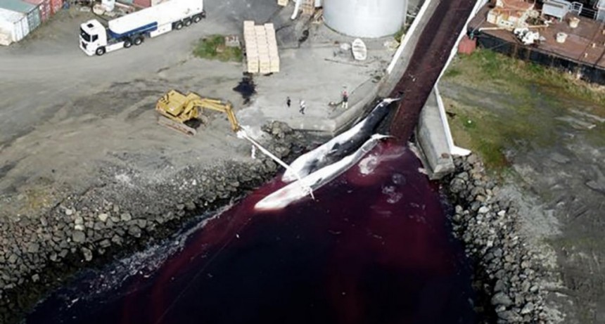  Mataron a las primeras dos ballenas en Islandia luego de autorizarse nuevamente la caza 