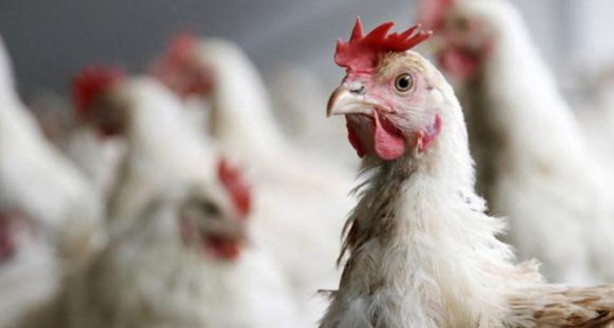  Arabia Saudita reabre su mercado para la carne aviar argentina 