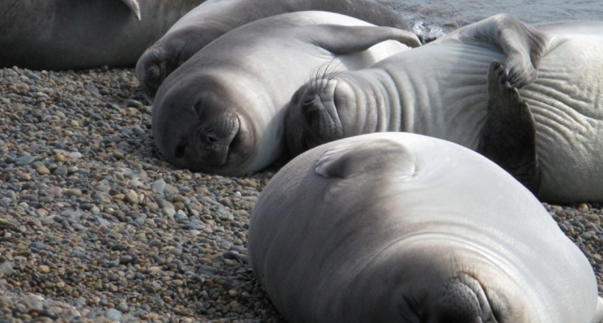  Detectaron el primer caso de influenza aviar en un elefante marino en las costas del Chubut 
