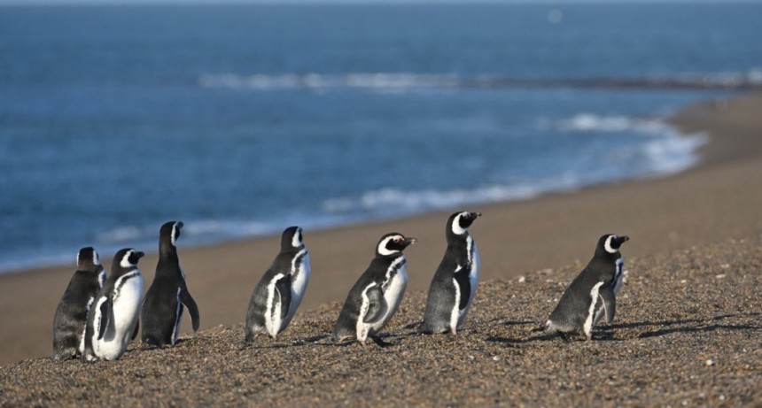  Espectáculo natural: comenzaron a llegar los primeros pingüinos a las costas de Chubut 