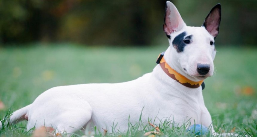  Una nena de un año y medio, grave por el ataque de un perro bull terrier 