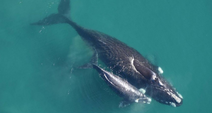  Estudian cómo se comunican las ballenas madres con sus crías 