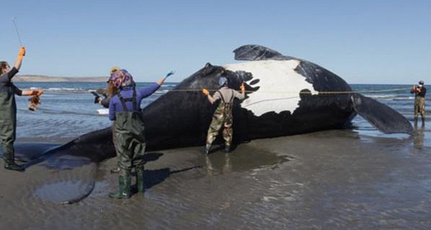 Ya son 13 las ballenas muertas en Chubut 