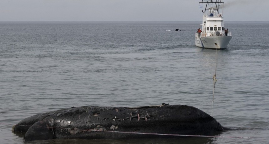  Trasladan los cadáveres de las ballenas que quedaron en la costa del Golfo Nuevo 