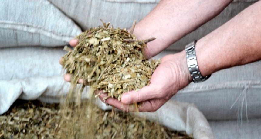  El gobierno de Misiones destacó el nuevo precio de la yerba fijado por Nación 