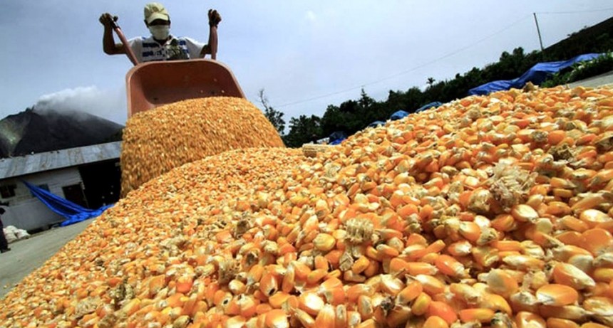  Otorgarán ayuda de hasta $20.000 por hectárea a pequeños productores de maíz y soja 