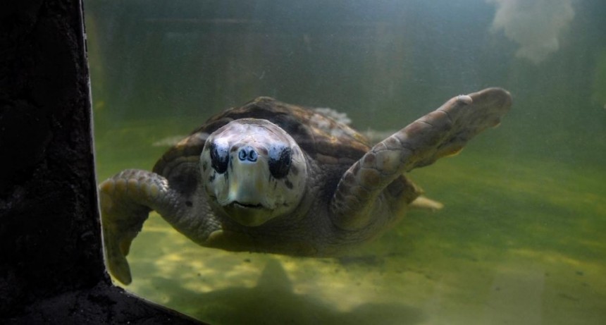  Trasladarán al tortugo Jorge a Mar del Plata tras 38 años en cautiverio en Mendoza 