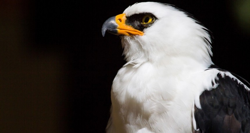  Descubren el primer nido de águila viuda para Argentina en un Área Protegida 