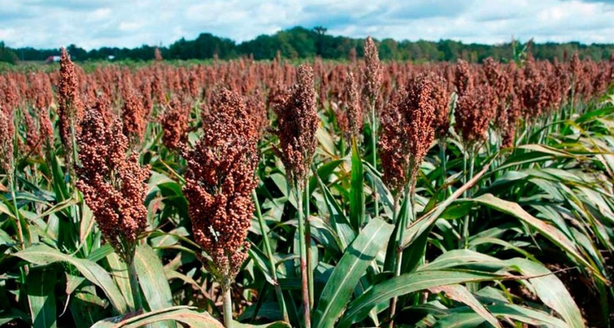  Dólar agro: cuáles son los nuevos productos alcanzados con el beneficio para exportar 