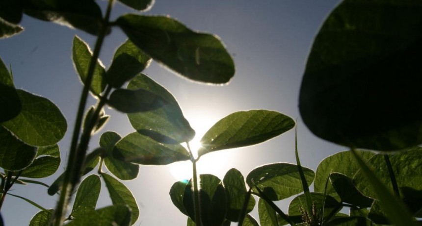  El campo vuelve a apostar por la soja, que alcanzaría una producción de 50 millones de toneladas 