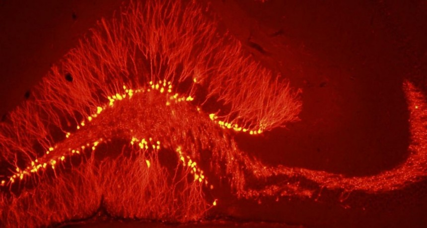  La investigación que detectó que el cerebro genera neuronas para 