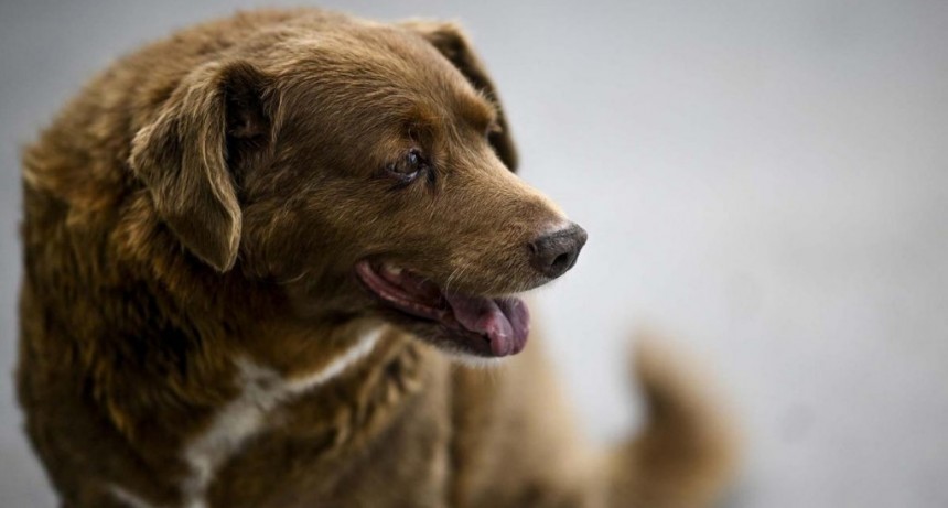  Bobi, el perro más longevo del mundo, falleció a los 31 años 