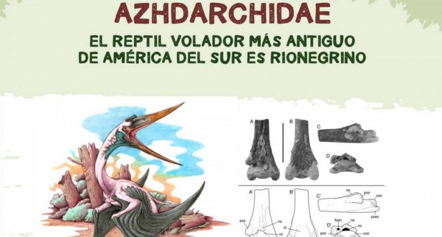 Encontraron en R&iacute;o Negro restos f&oacute;siles del reptil volador m&aacute;s antiguo de Am&eacute;rica del Sur 