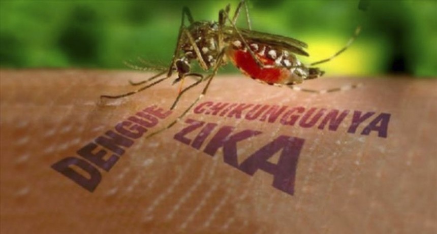  Ante la amenaza de un nuevo brote de dengue...¿qué sabemos del aedes aegypti? 