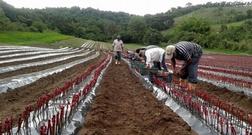  Medidas fiscales y crediticias para que las economías cordilleranas puedan afrontar las heladas 