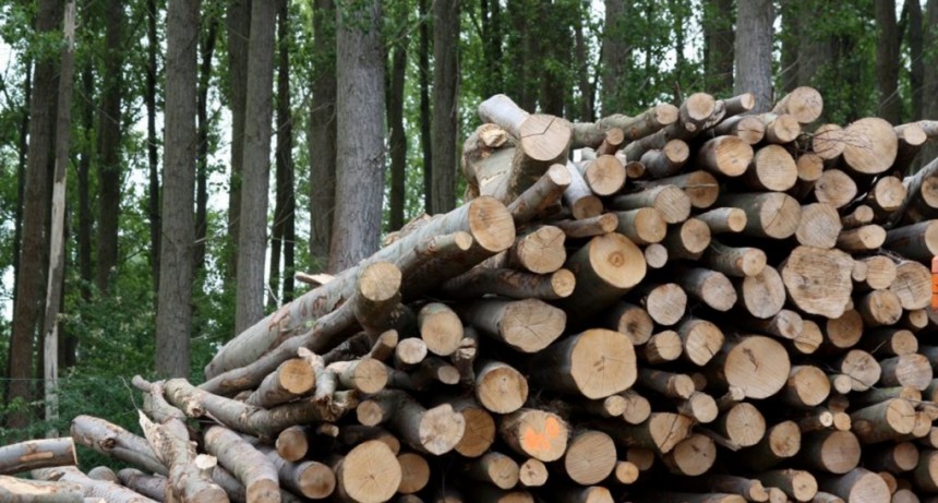  Chubut avanza con un proyecto para sustituir el uso de gasoil por biomasa forestal 