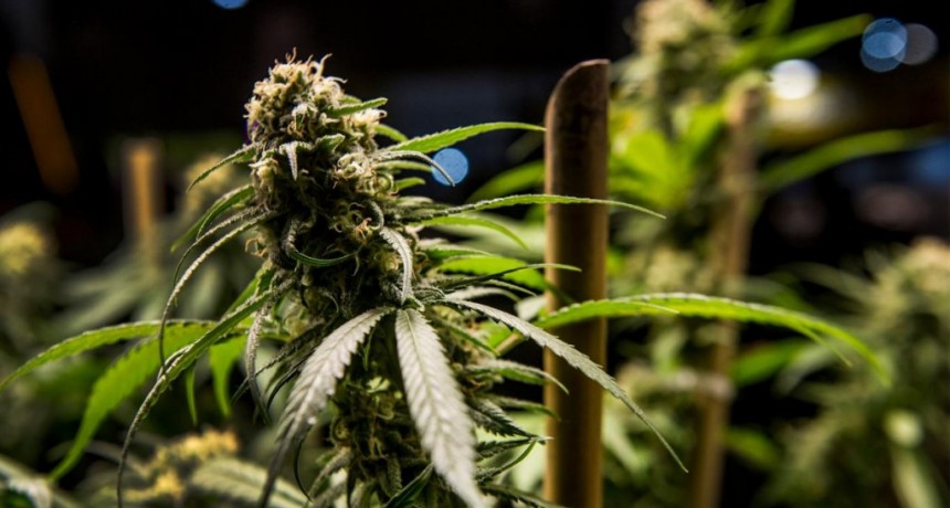  Destacan el uso de cannabis medicinal para el tratamiento de la ansiedad y Parkinson 