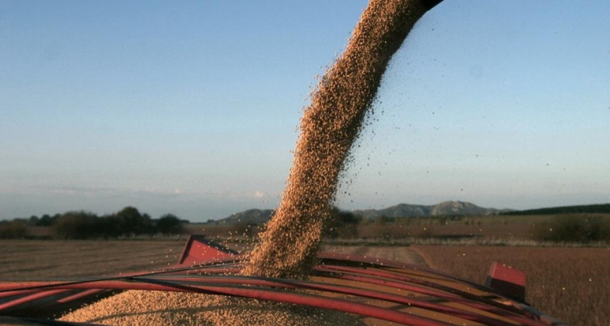  Estiman que las exportaciones netas del complejo sojero aumentarán 125% en 2024 