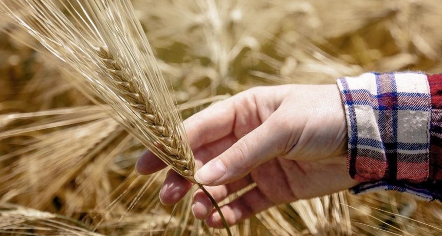  Estiman que las exportaciones de trigo saltarán 108,7% y alcanzarán los US$ 2.240 millones 