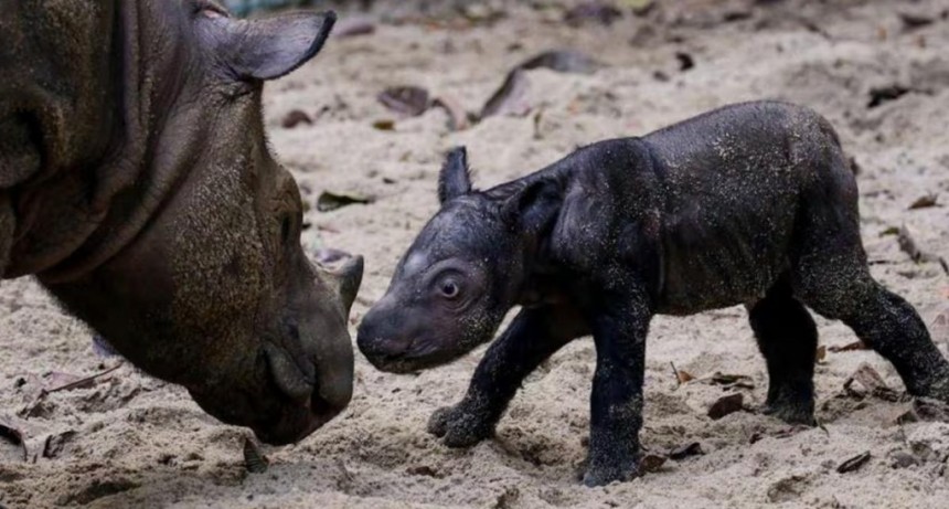  Nació un rinoceronte de Sumatra, especie amenazada 