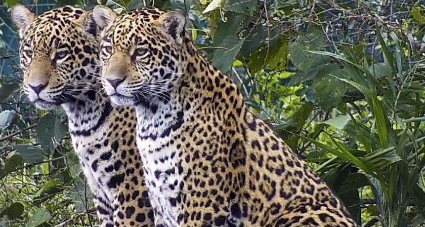  Apenas quedan 250 ejemplares de yaguaretés en la Argentina 