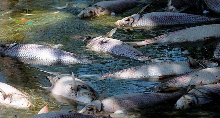  Investigan a ingenios tucumanos por la mortandad de peces en el embalse Río Hondo 