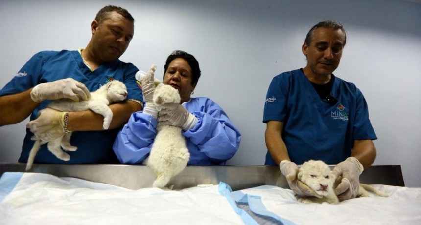  Nacieron tres leones blancos en un zoológico de Venezuela 