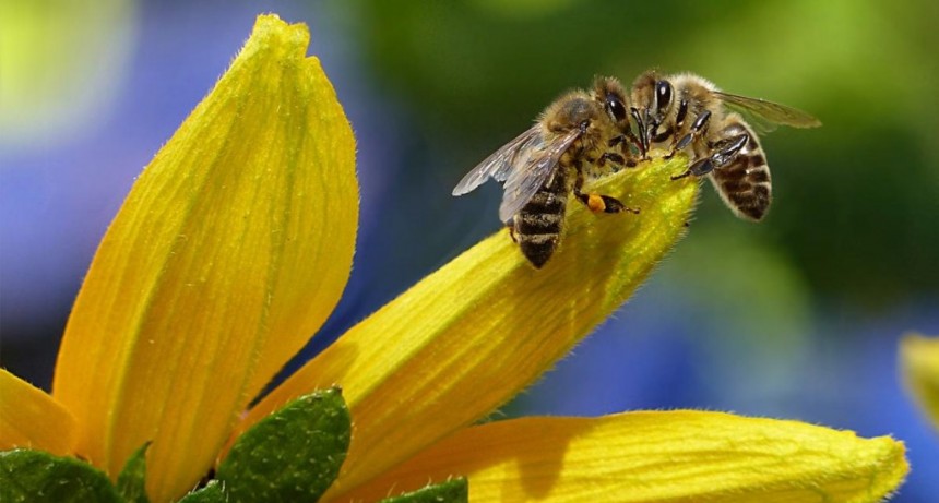  Desarrollan un método único en el mundo para dirigir abejas a zonas cultivadas específicas 