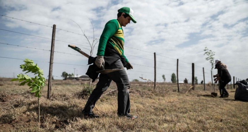  Plantaron más de 250 mil árboles en San Luis para mitigar los efectos del cambio climático 