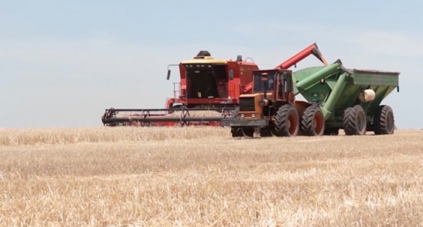  Cosecharon más del 50% de la superficie sembrada con trigo 