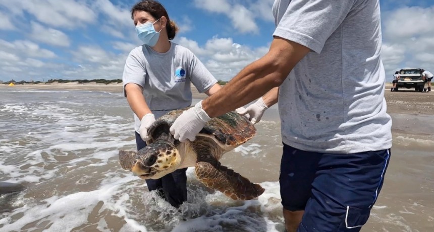  Regresaron al mar a tres tortugas cabezonas rescatadas de redes de pesca 