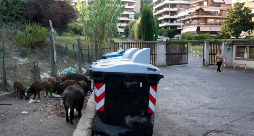  Los jabalíes volvieron a los centros urbanos y el Gobierno autorizó cazarlos 