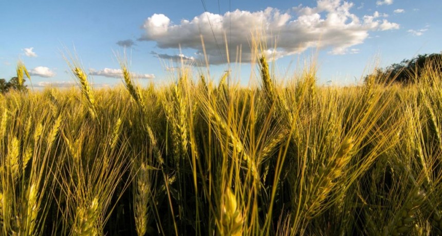  Estiman un crecimiento del 23% de la producción de trigo para la presente campaña 