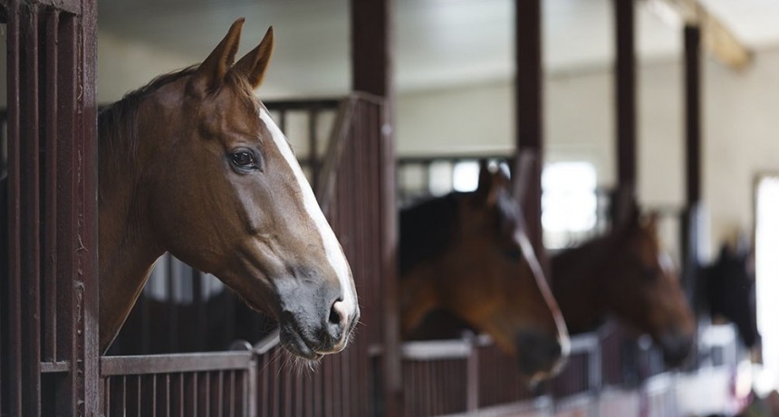  Encefaliomelitis Equina: estiman que en dos semanas habrá 350.000 vacunas disponibles 