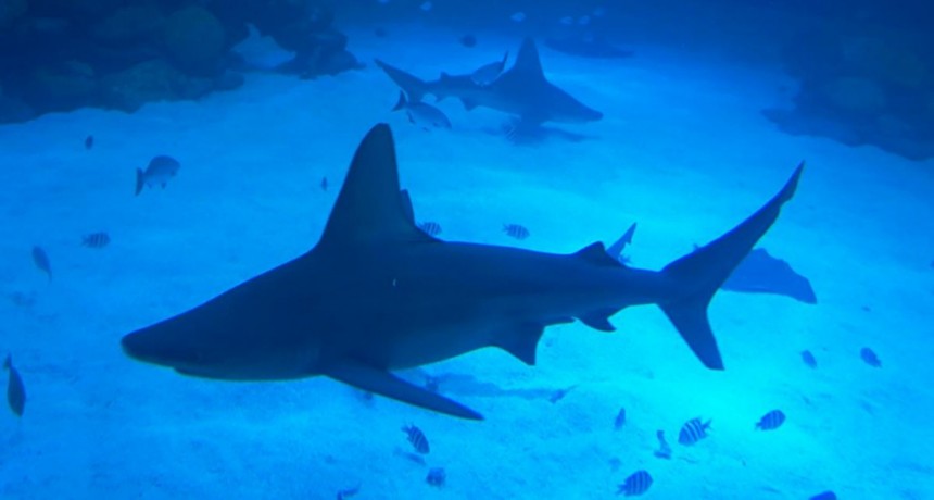  Murió atacada por un tiburón mientras practicaba remo en Bahamas 