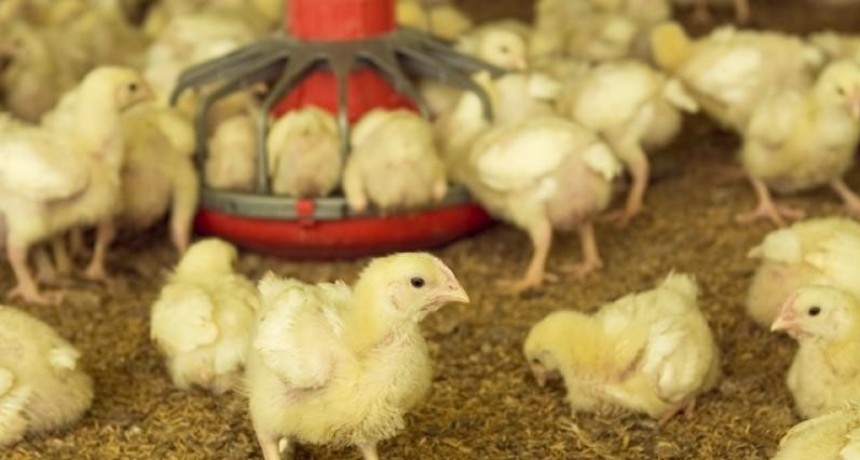  La Argentina retoma la exportación de productos aviares a Japón 